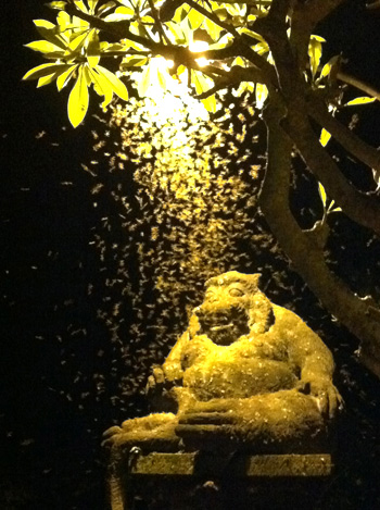 水越設計, 都市酵母, bali island, city yeast, travel, AGUA Design, agua