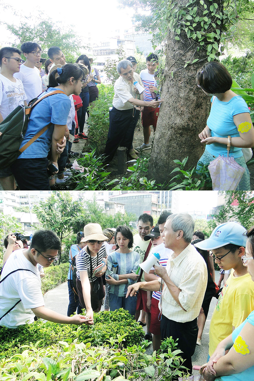 萬華製造,wanhua,青草振興,萬華青草,herb,Taipei,青草茶,herb alley,青草巷