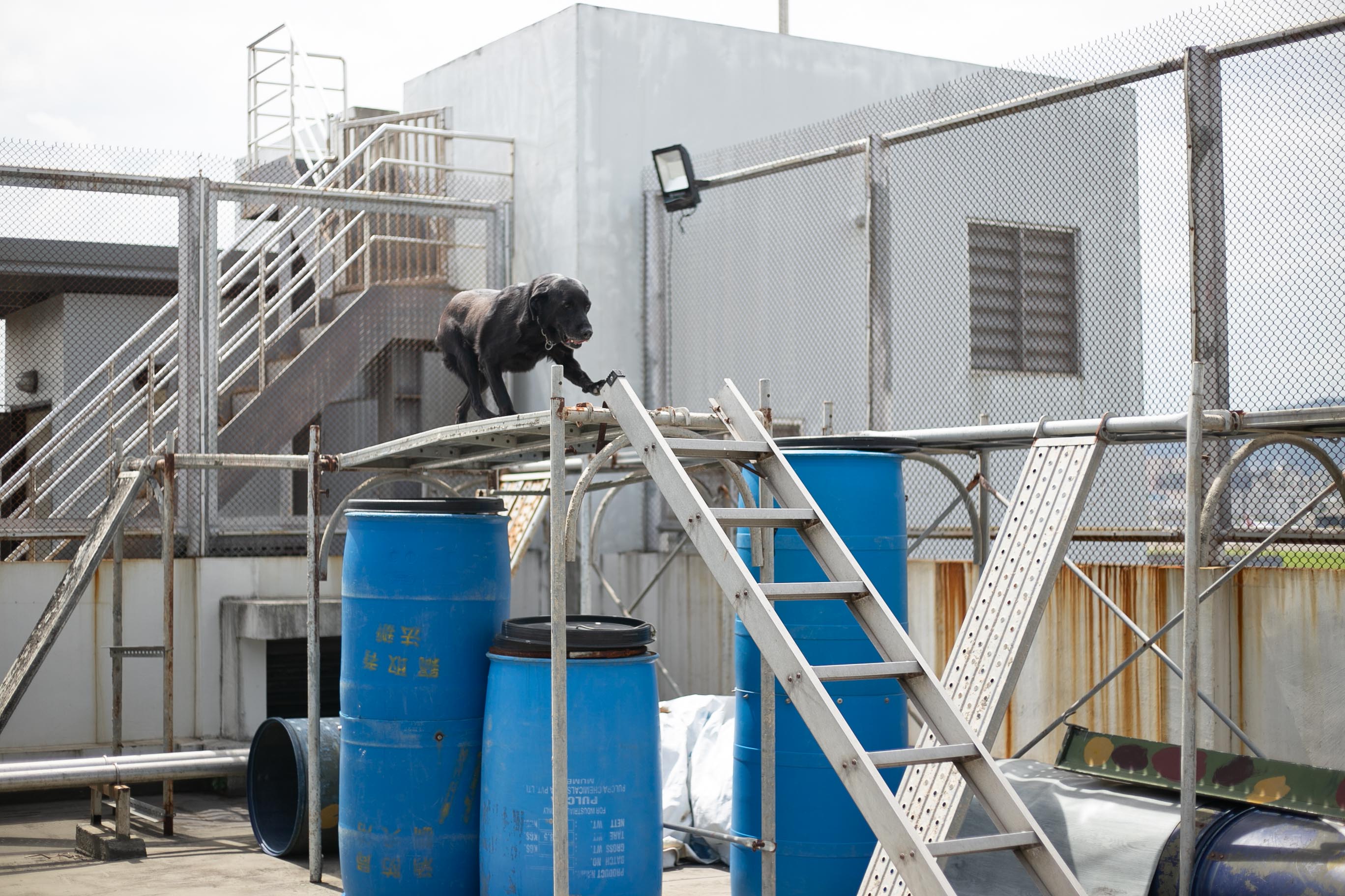 搜救犬隊5
