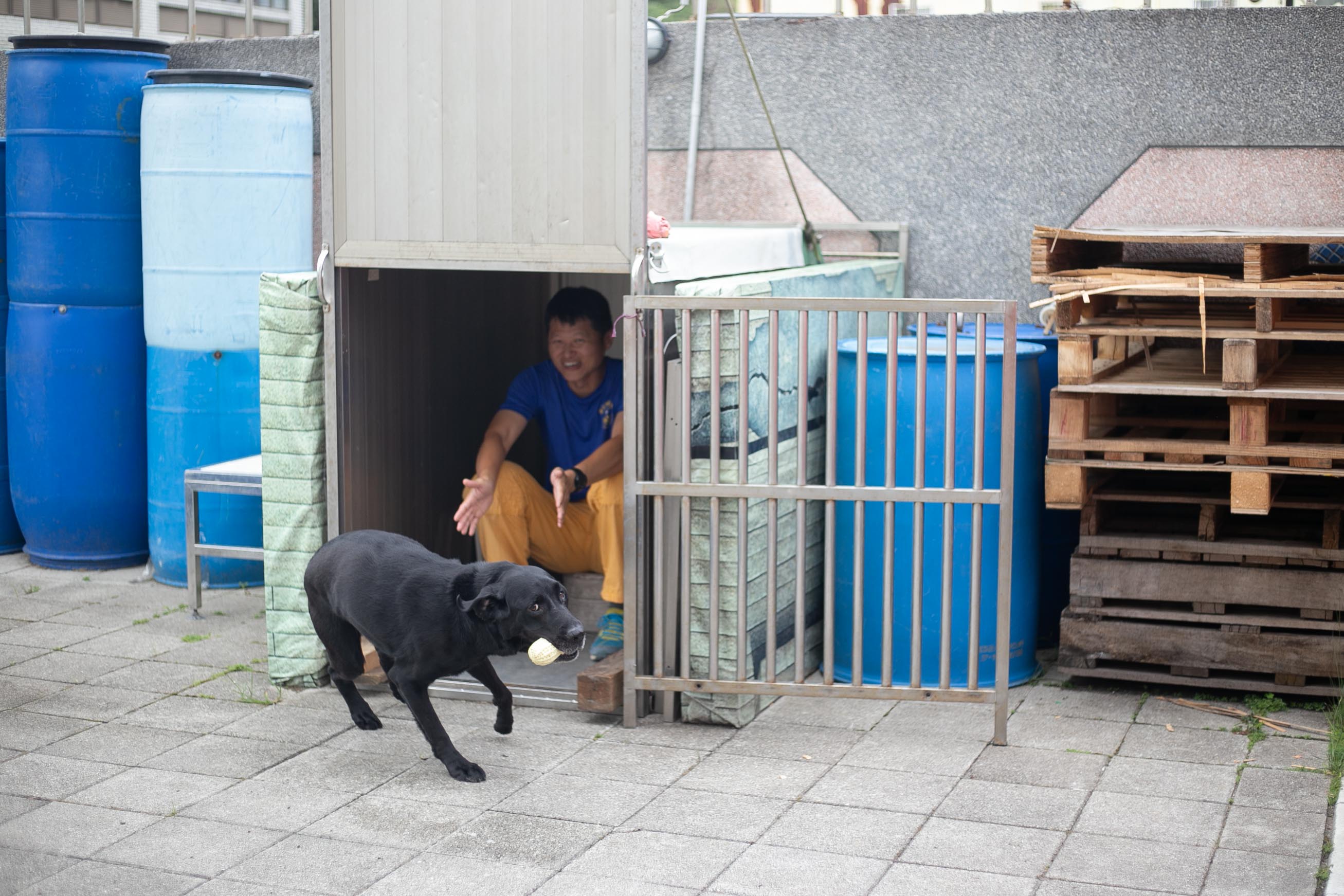 搜救犬隊7