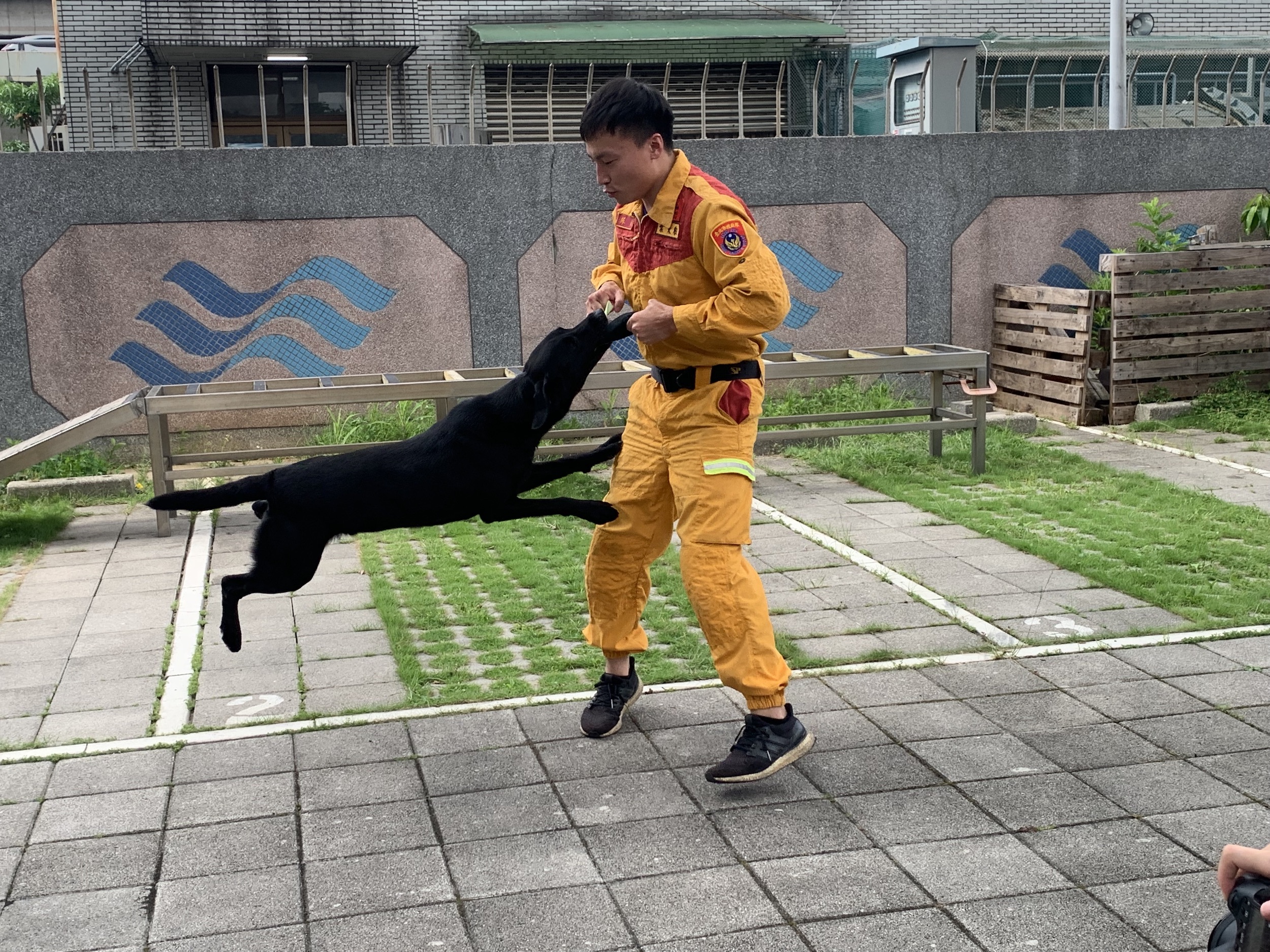搜救犬隊8